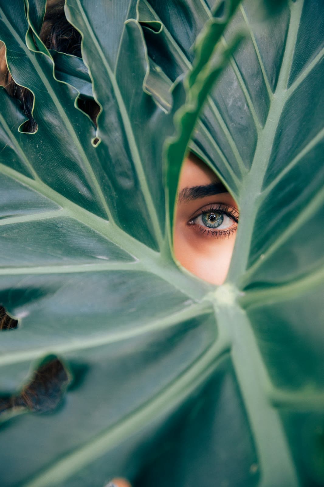 Auge mit fein gezeichneter Braue, das hinter einem großen grünen Blatt hervorschaut